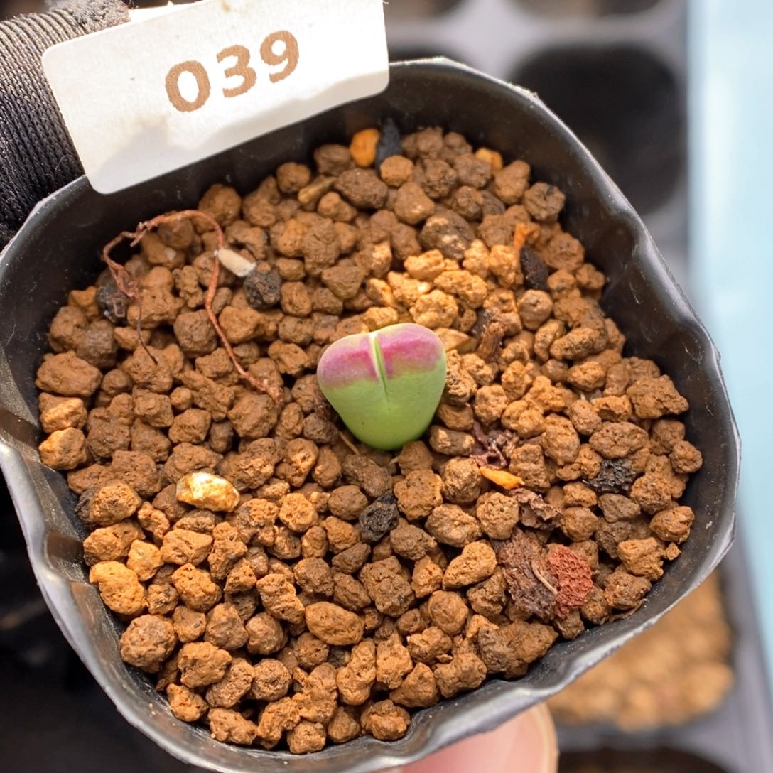 多肉植物肉锥杂交K-039