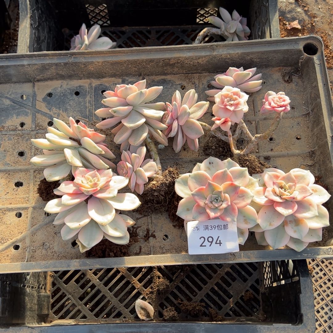 294紫乐锦老桩多肉植物