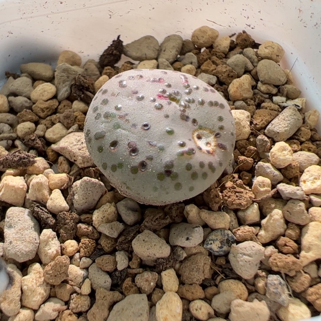 干疤特价火龙果安贞一颗112。 