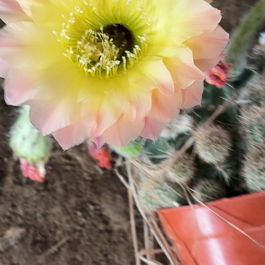 721 实生脱花脱土瑕疵