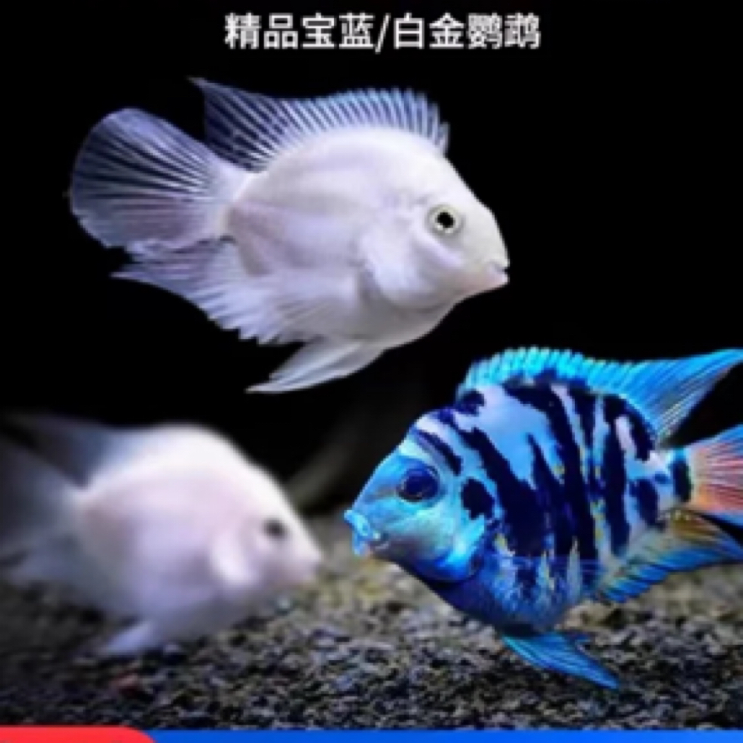 精品迷你鹦鹉亚层体2-2.5cm不分公母（入缸不包损）