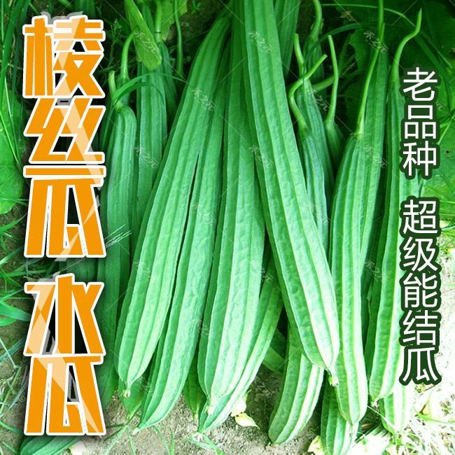 【全店满5包包邮】香嫩棱角丝瓜种子八棱丝瓜八角丝瓜广东丝瓜种子