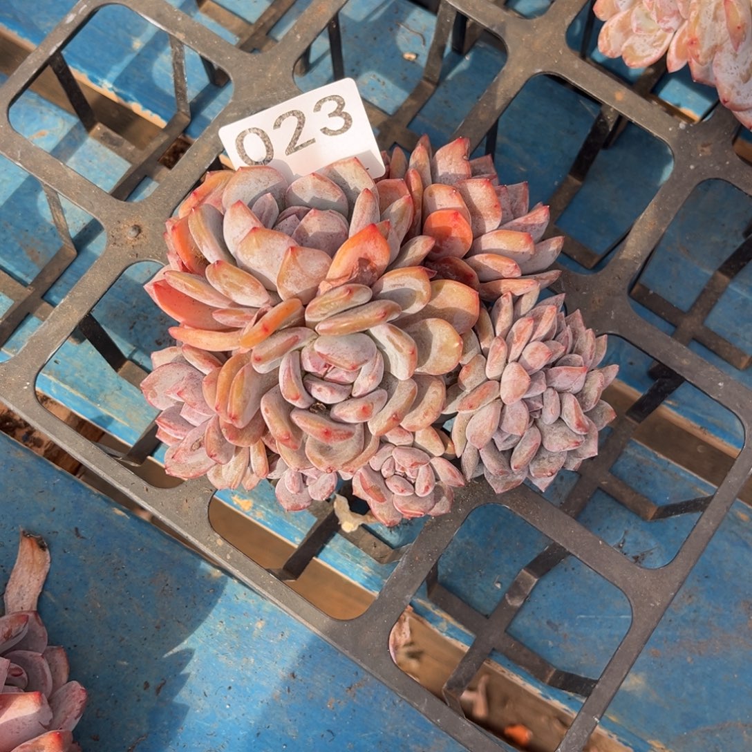 用***0023号新疆西藏内蒙古不包邮