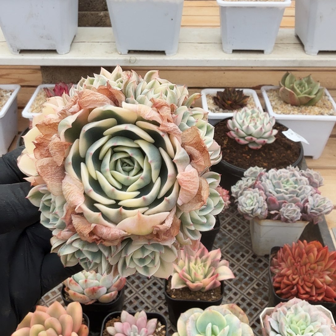 1223-32玉蝶锦群生