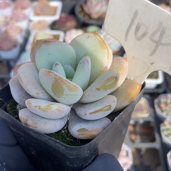 1047奶茶多肉植物保护