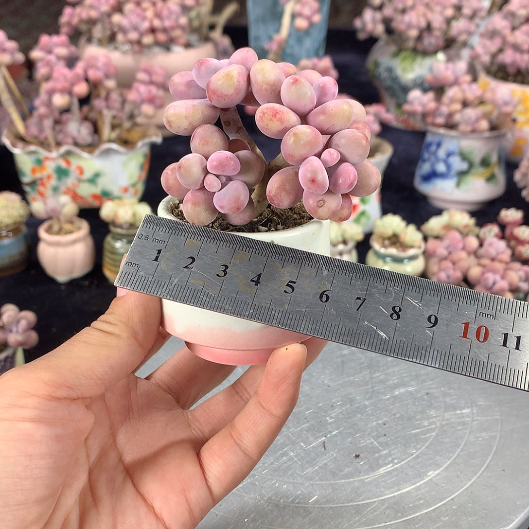 17号带盆偏远地区不包邮的