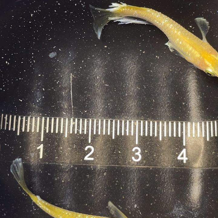 青鳉鱼酥油灯一对，5号，满15包邮，可叠单