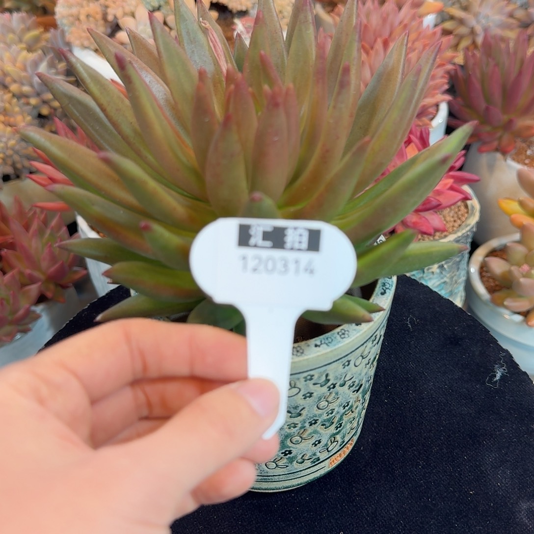 精品多肉植物120314