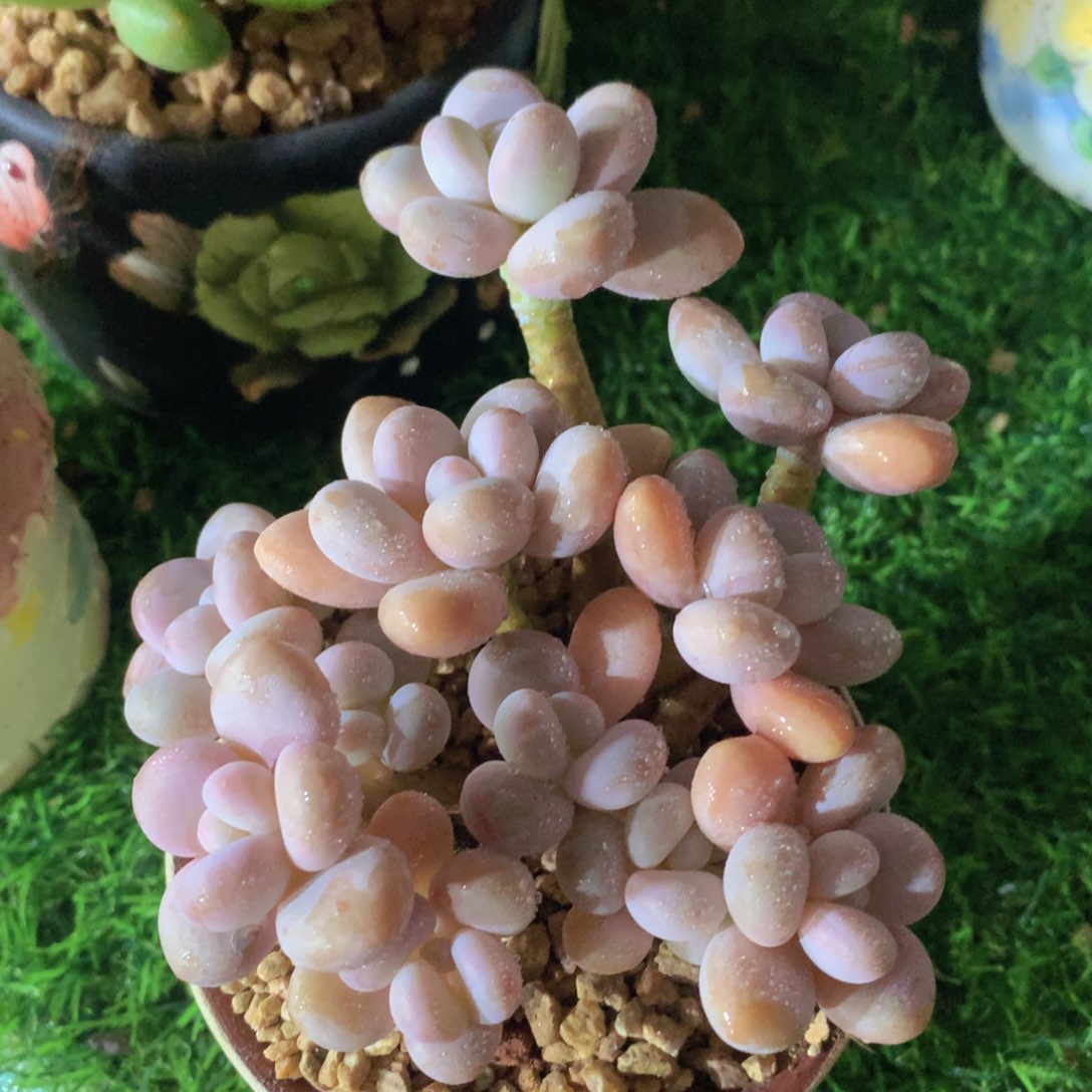 香水洛神12 公分一物一拍