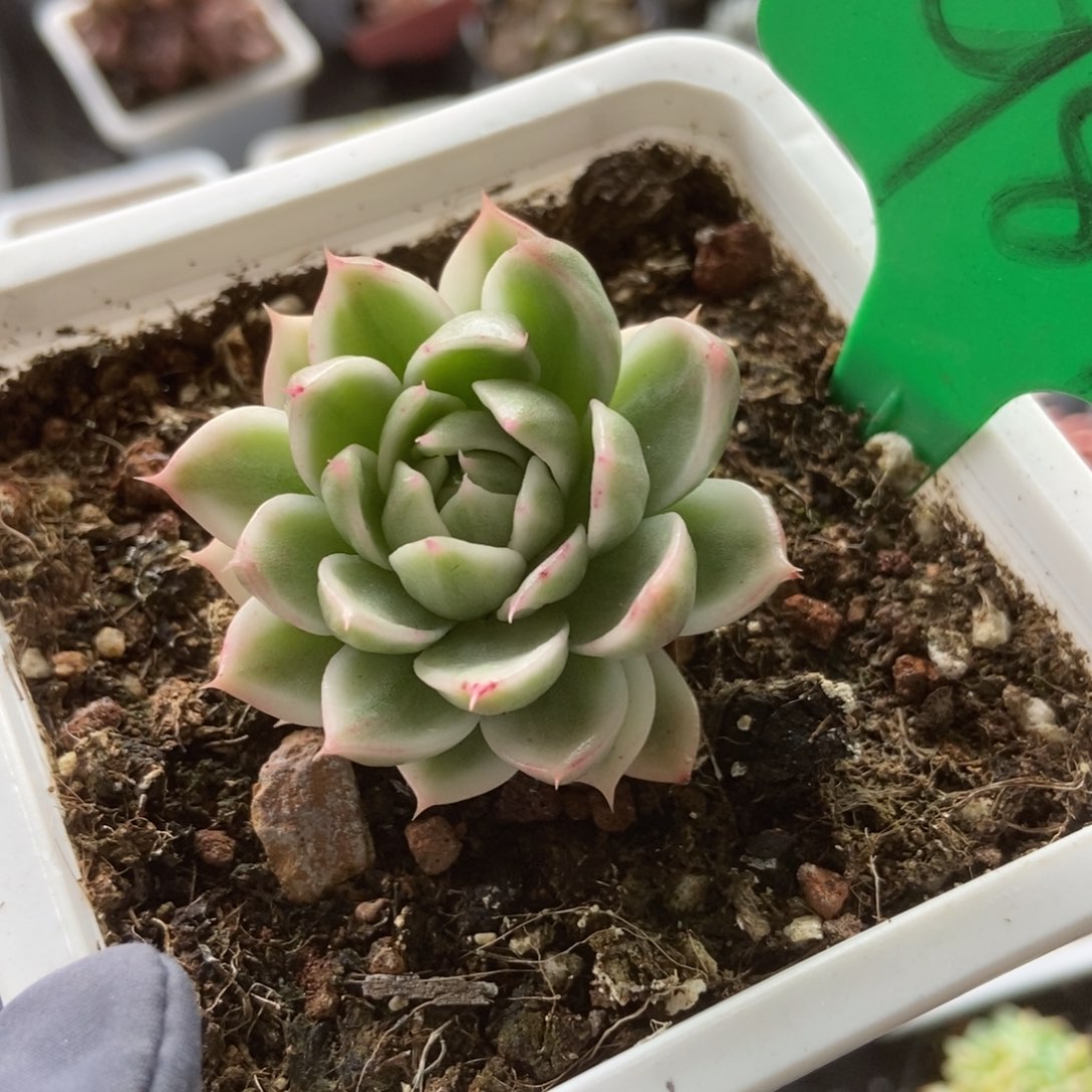 984蝴蝶飞锦多肉植物保护