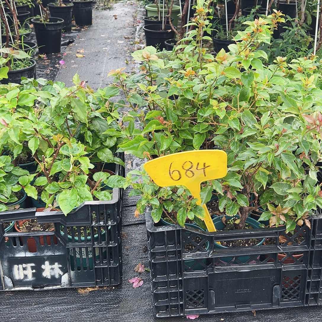 大部分花苞少量开放684随机掌中宝三颗