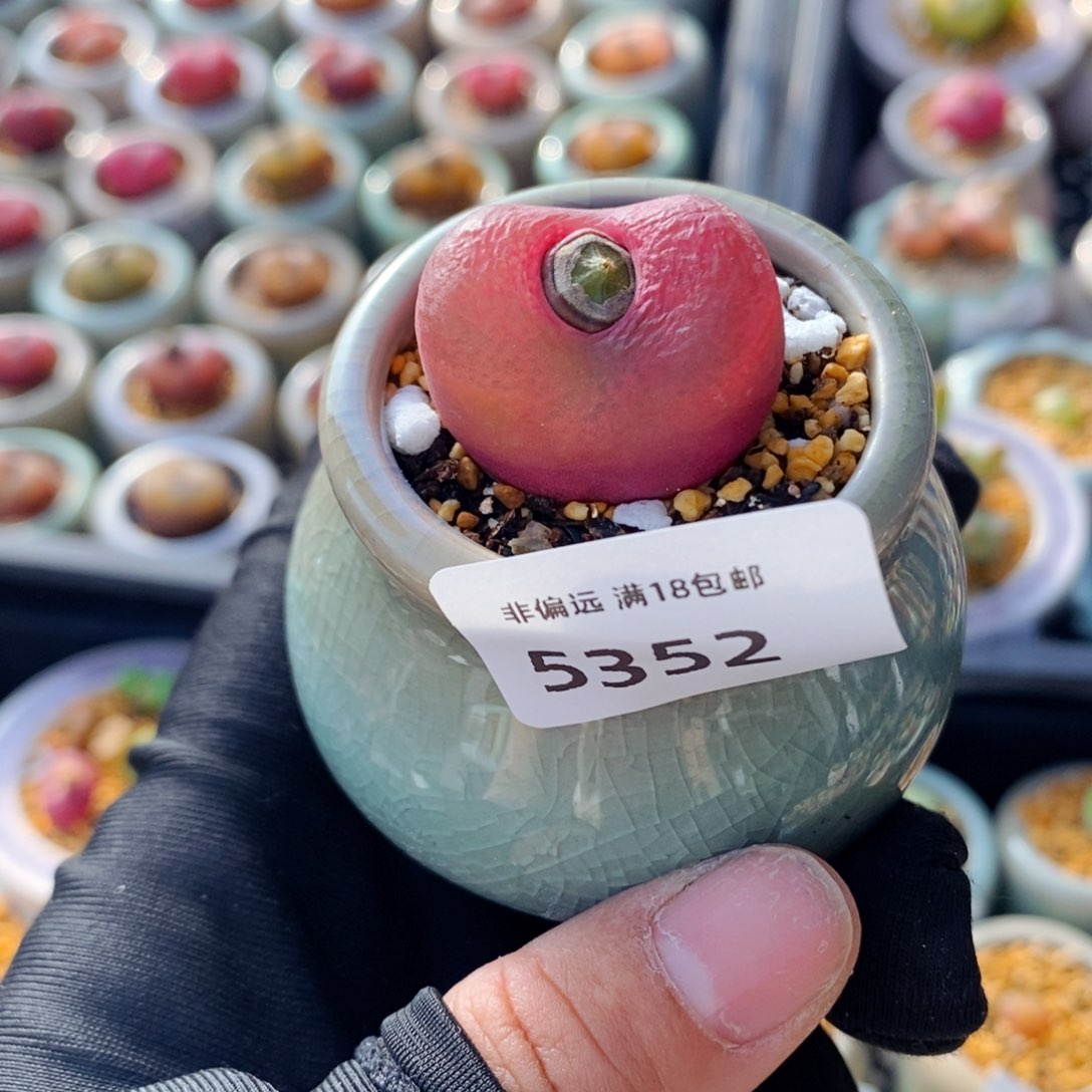 5352--一物一拍 带盆