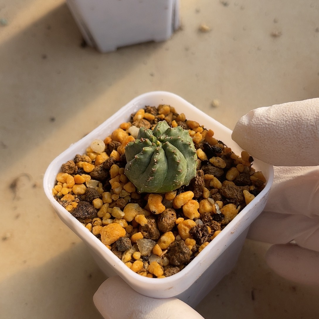 实生法利达一物一拍