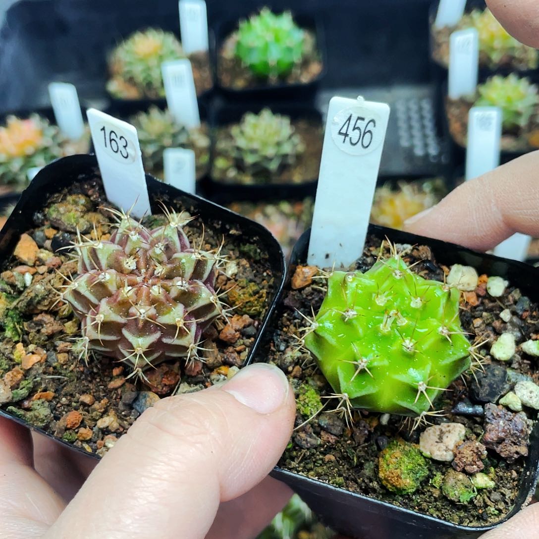 大*儿非偏远地区满25包邮仙人球