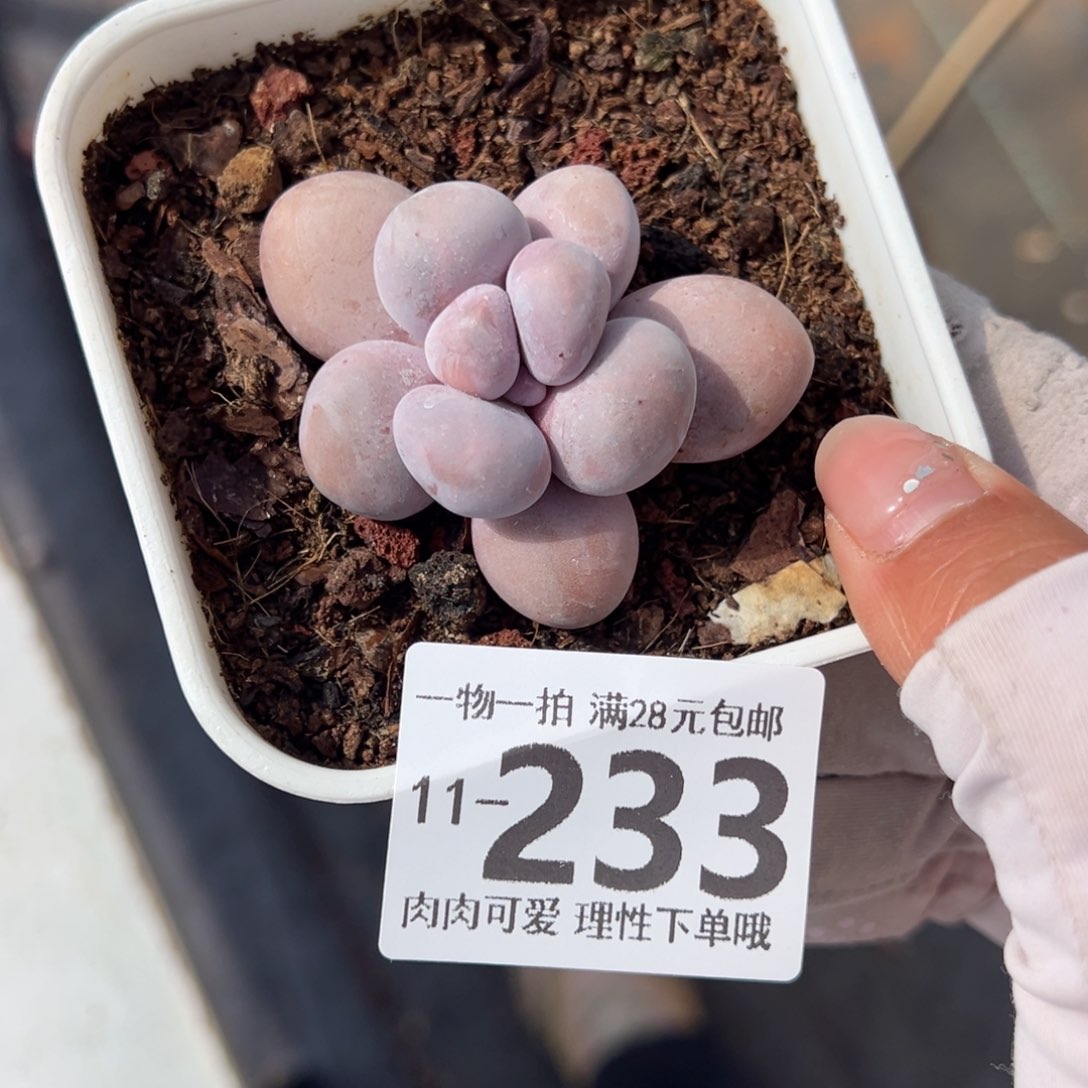 奶酪多肉多肉多肉多肉