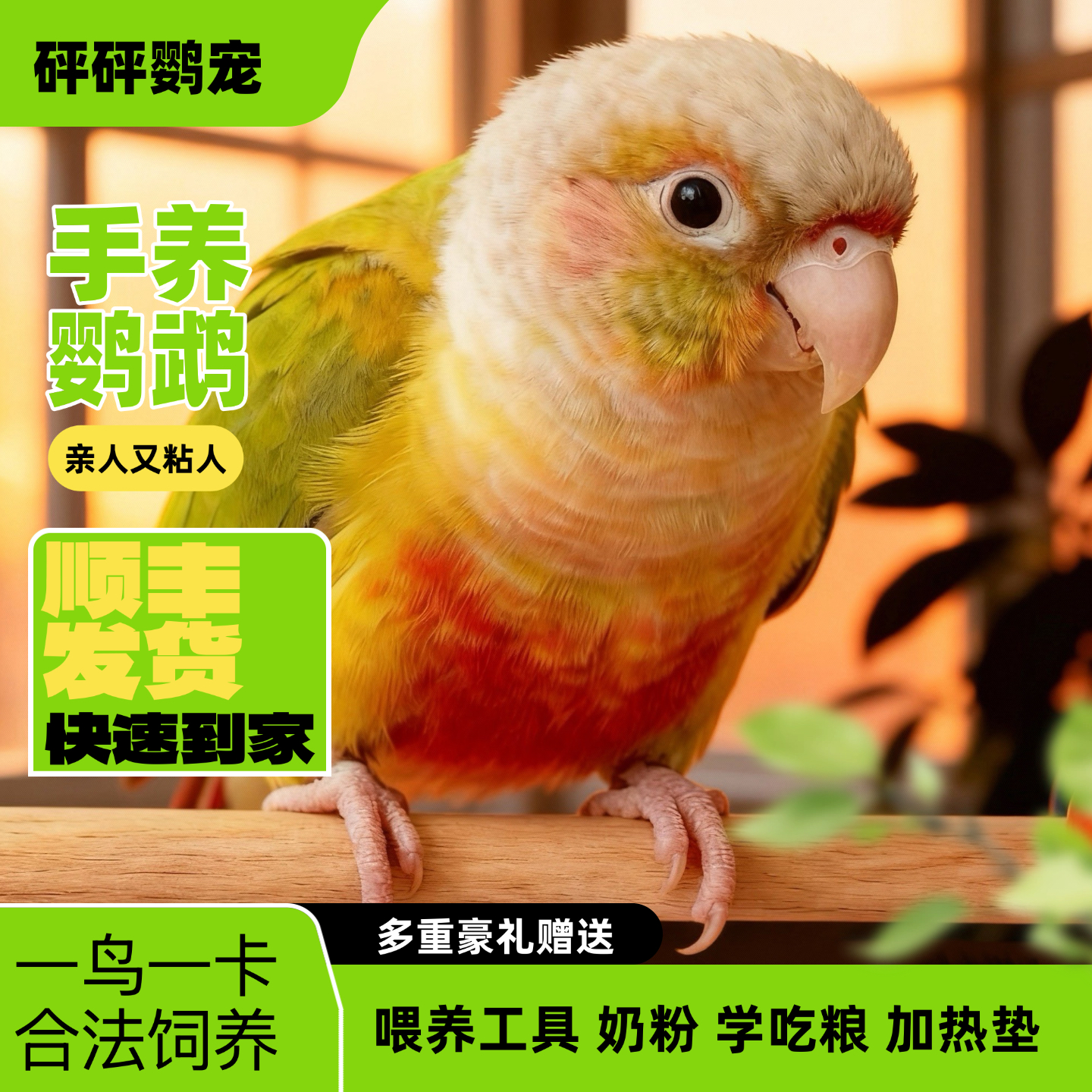 手养亲人可爱活体鹦鹉顺丰包邮可学舌宠物鸟