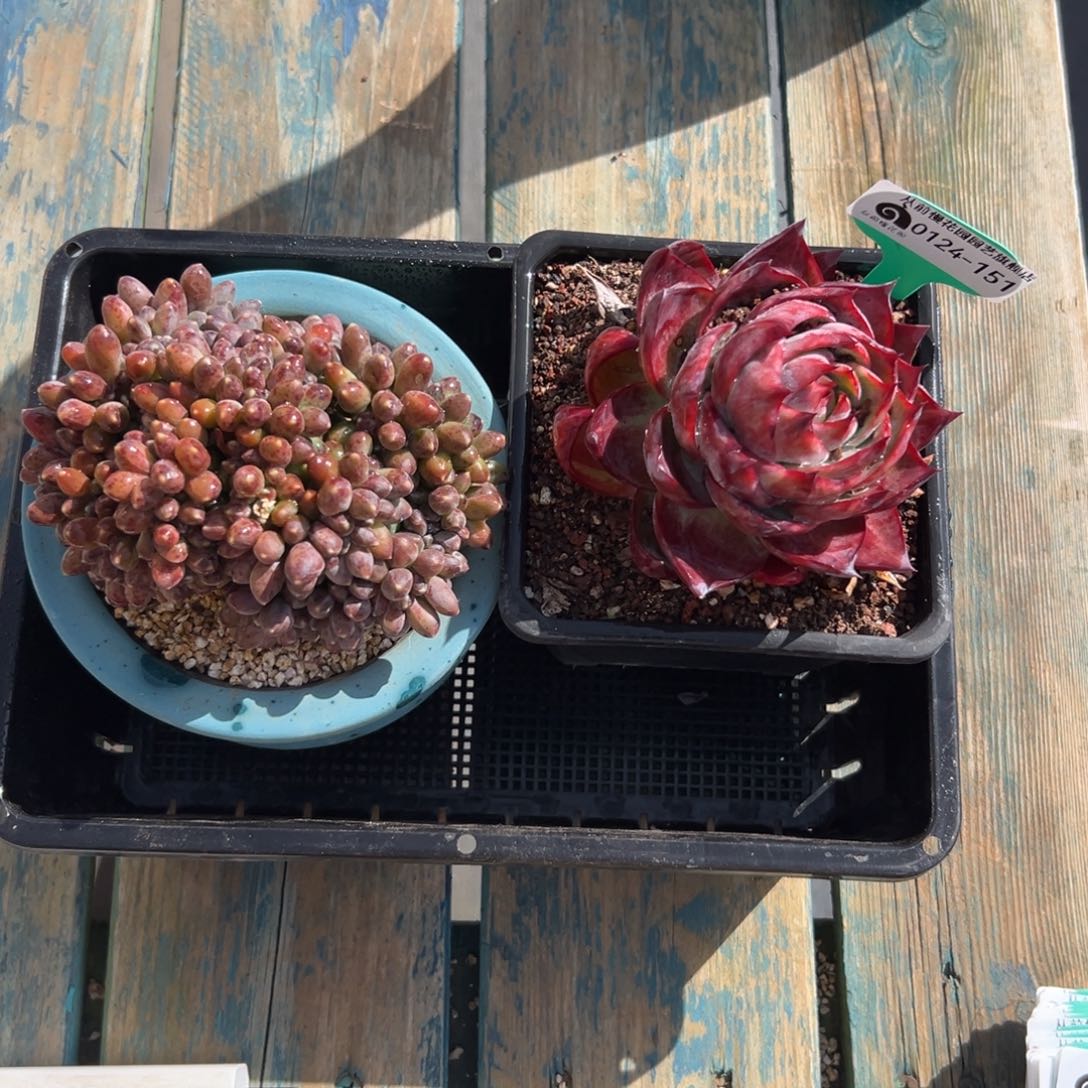 多肉编号0124-151