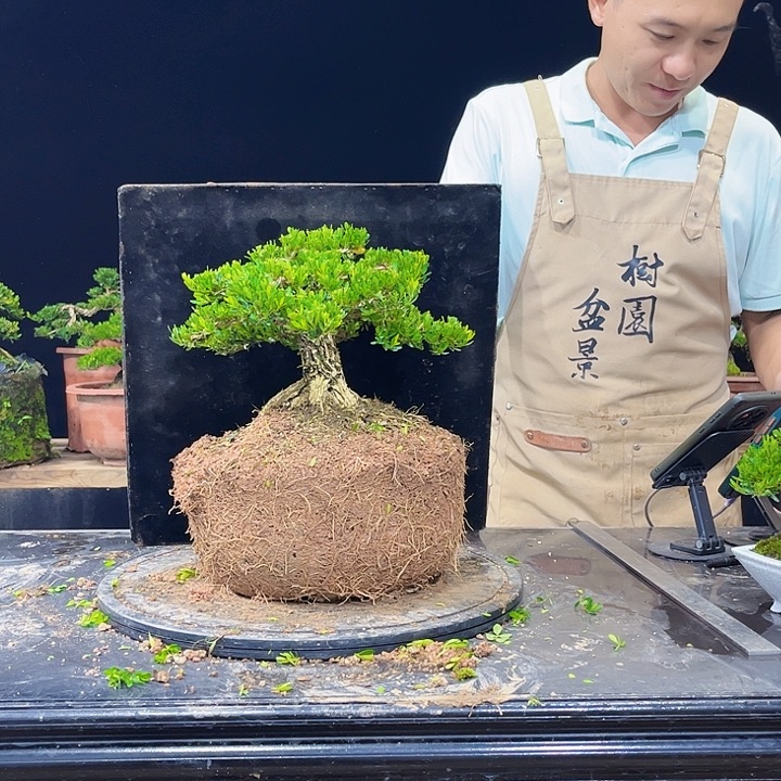 无花朵黄杨盆景四季常青