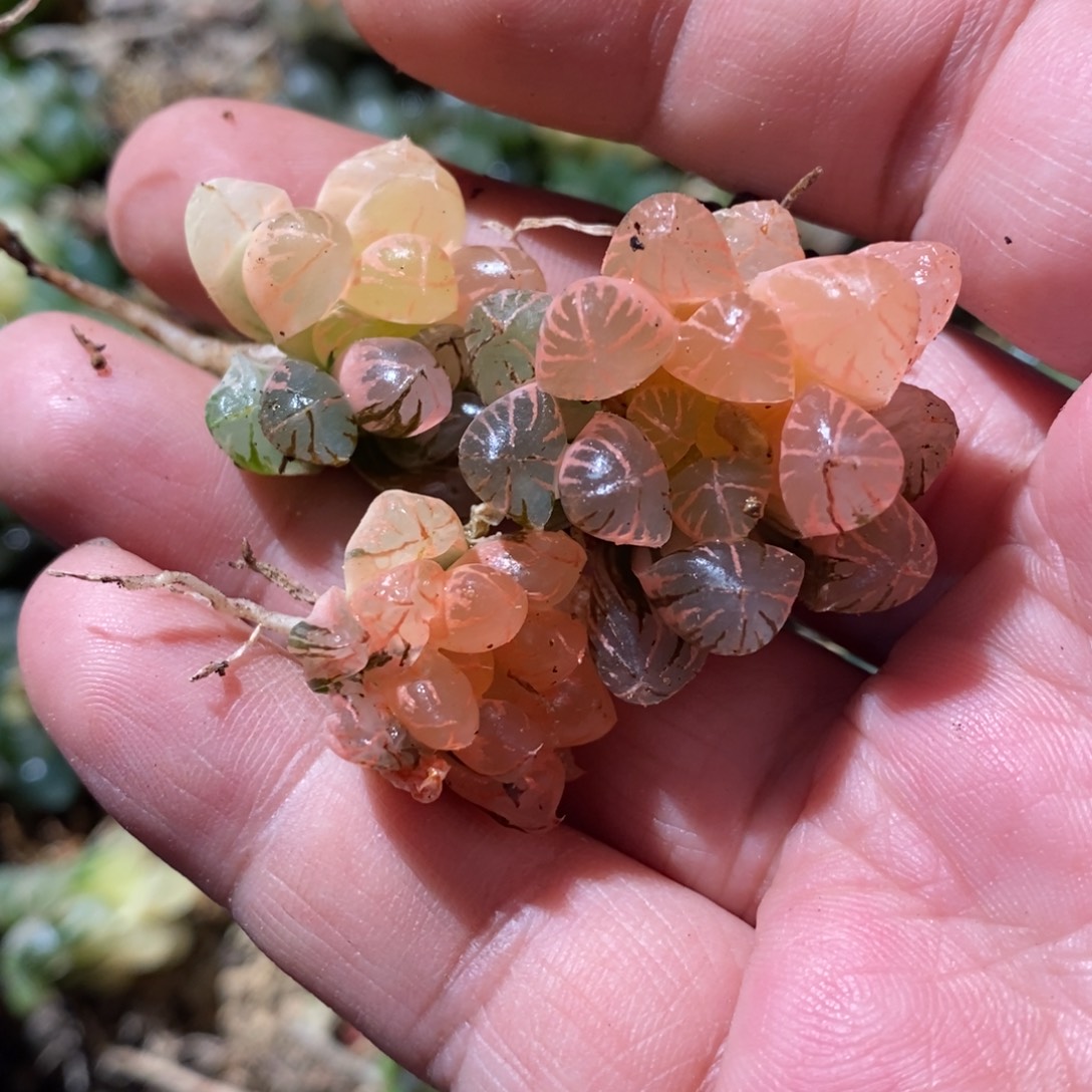 ～***～2357 三颗一起 福利。   