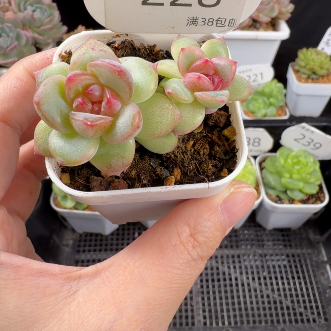 绯红珍妮双头228号