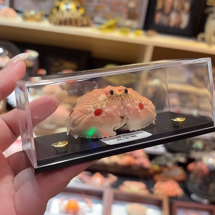 真实逍遥馒头蟹标本