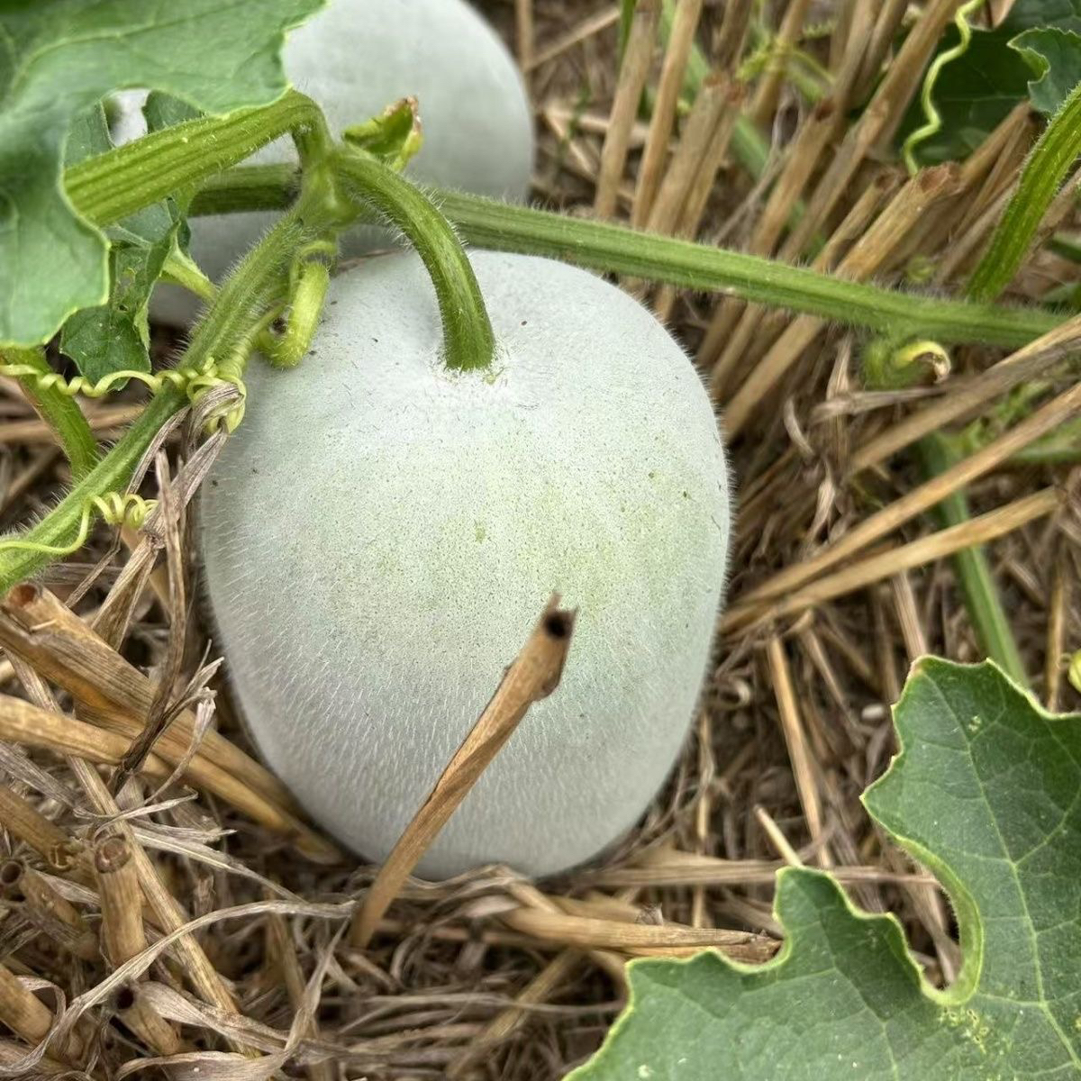 小冬瓜 集市现收