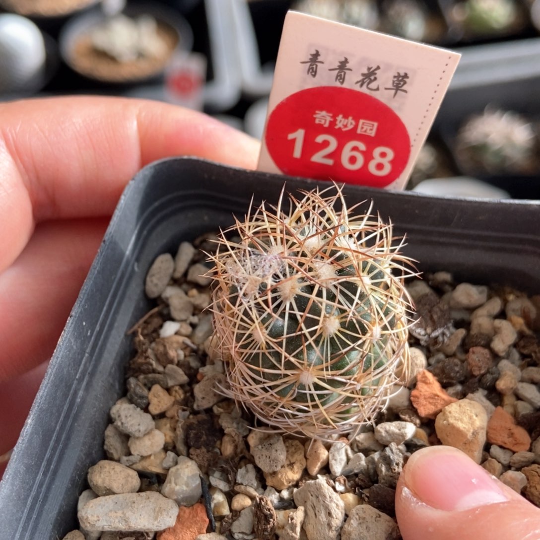 精品长密刺狮子奋迅一颗仙人球