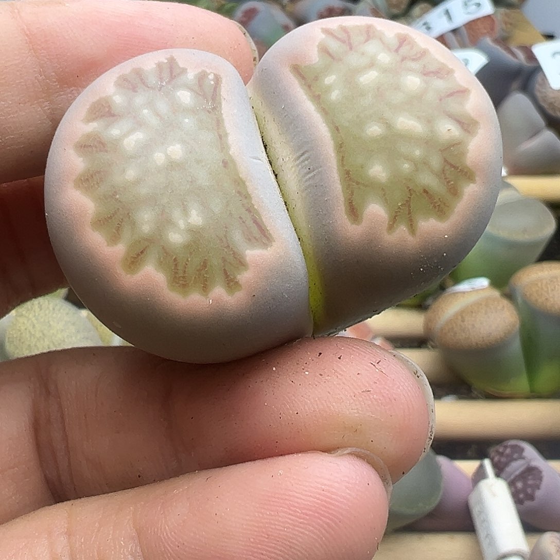 316大粉菊有伤福利清1111