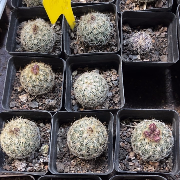 实生白虎娇丽好养