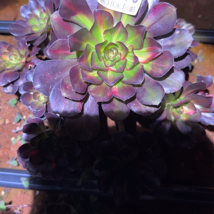 多肉法师淘宝福利
