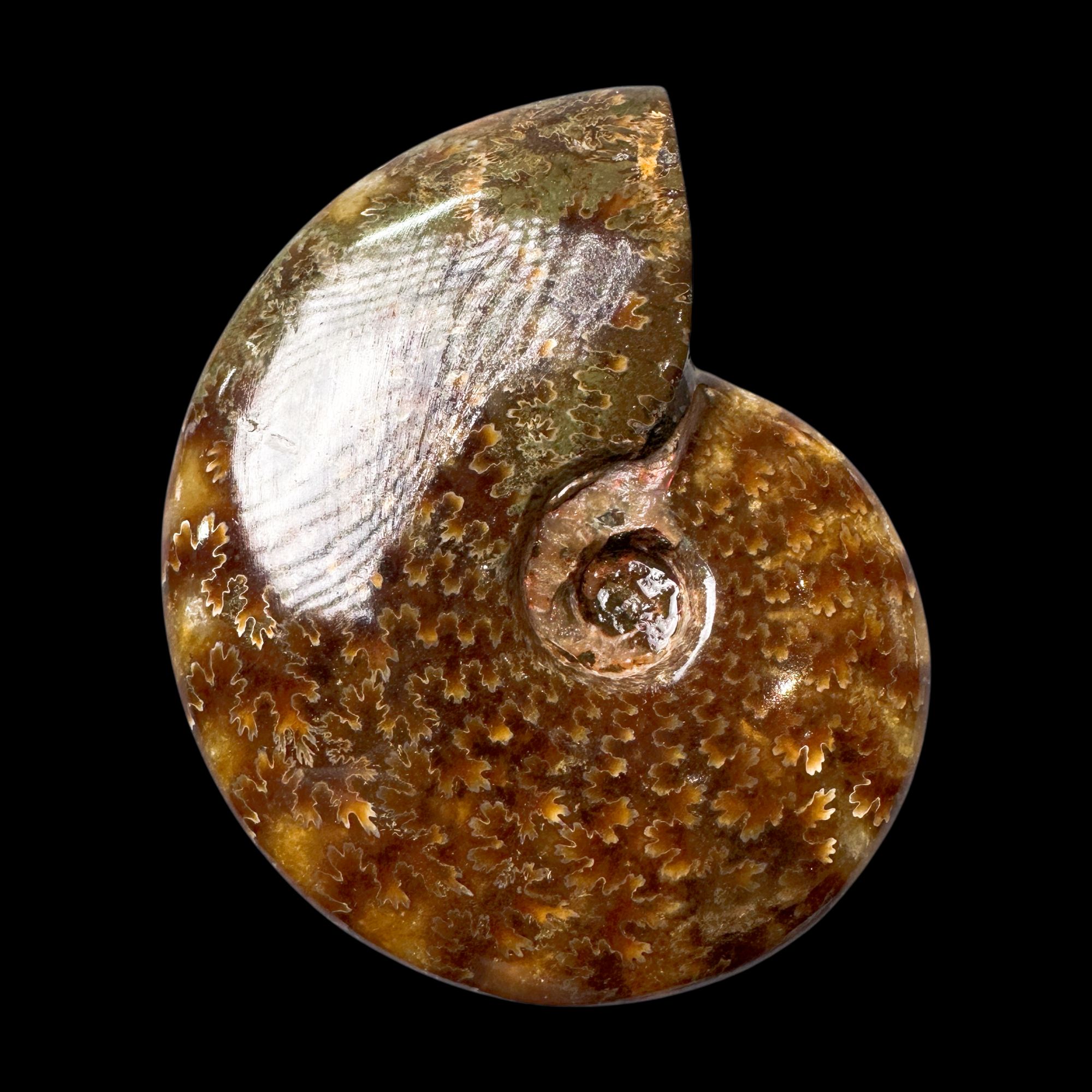 【 叶菊石（手把件）】95.2mm 玉化 马达加斯加 古贝壳N-1 A14