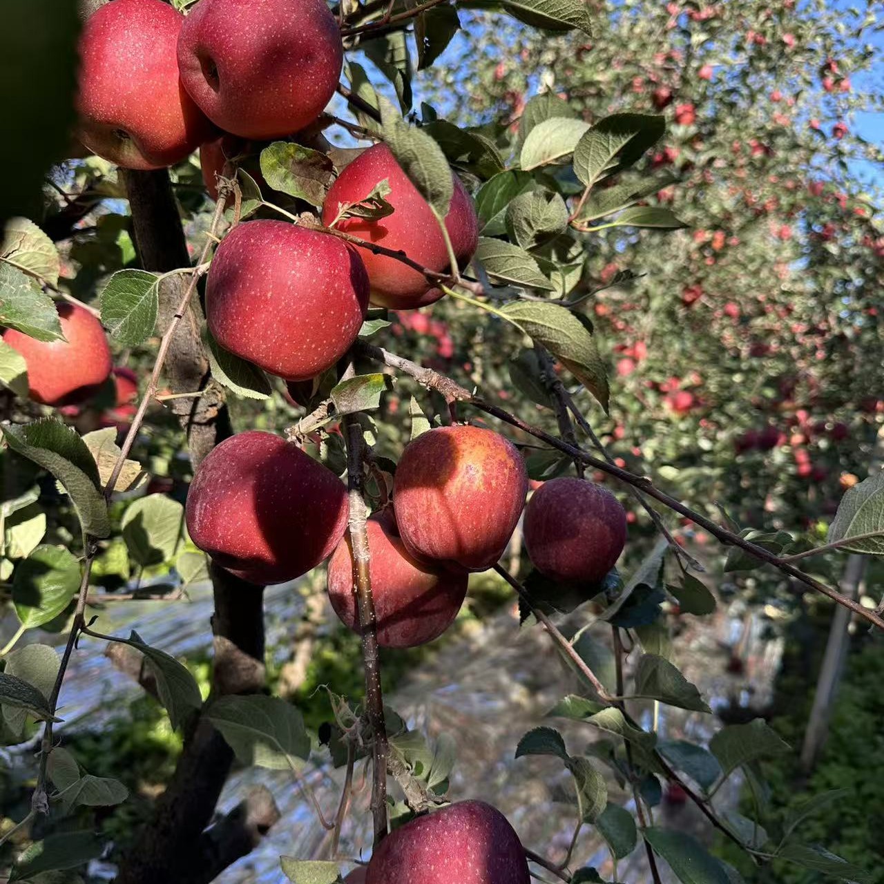 （张波家的丑苹果）云南昭通丑苹果拒绝任何激素药和肥健康永远第一