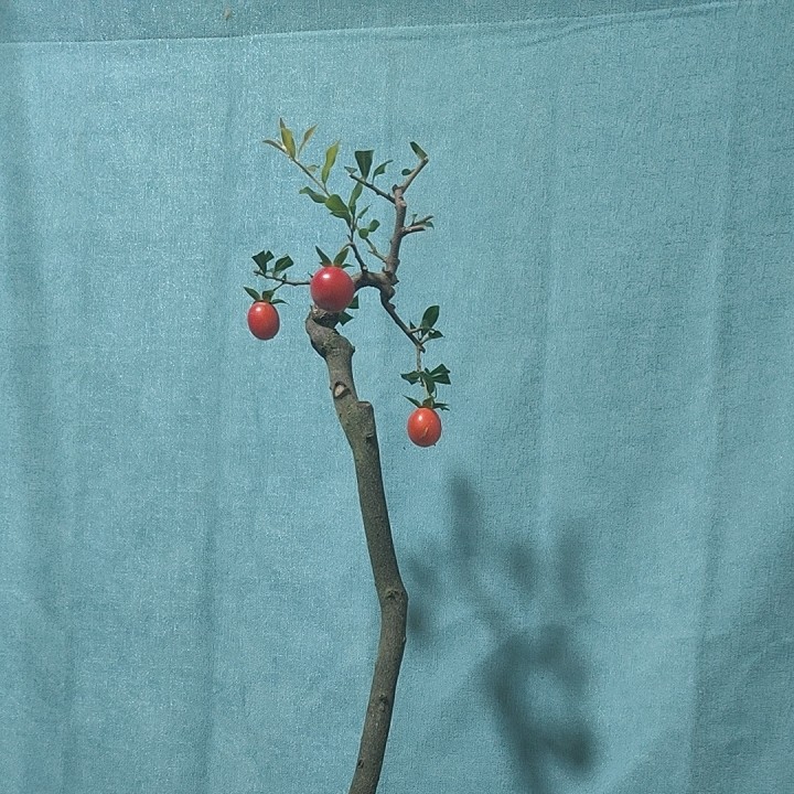 各种金弹子精品盆景桩