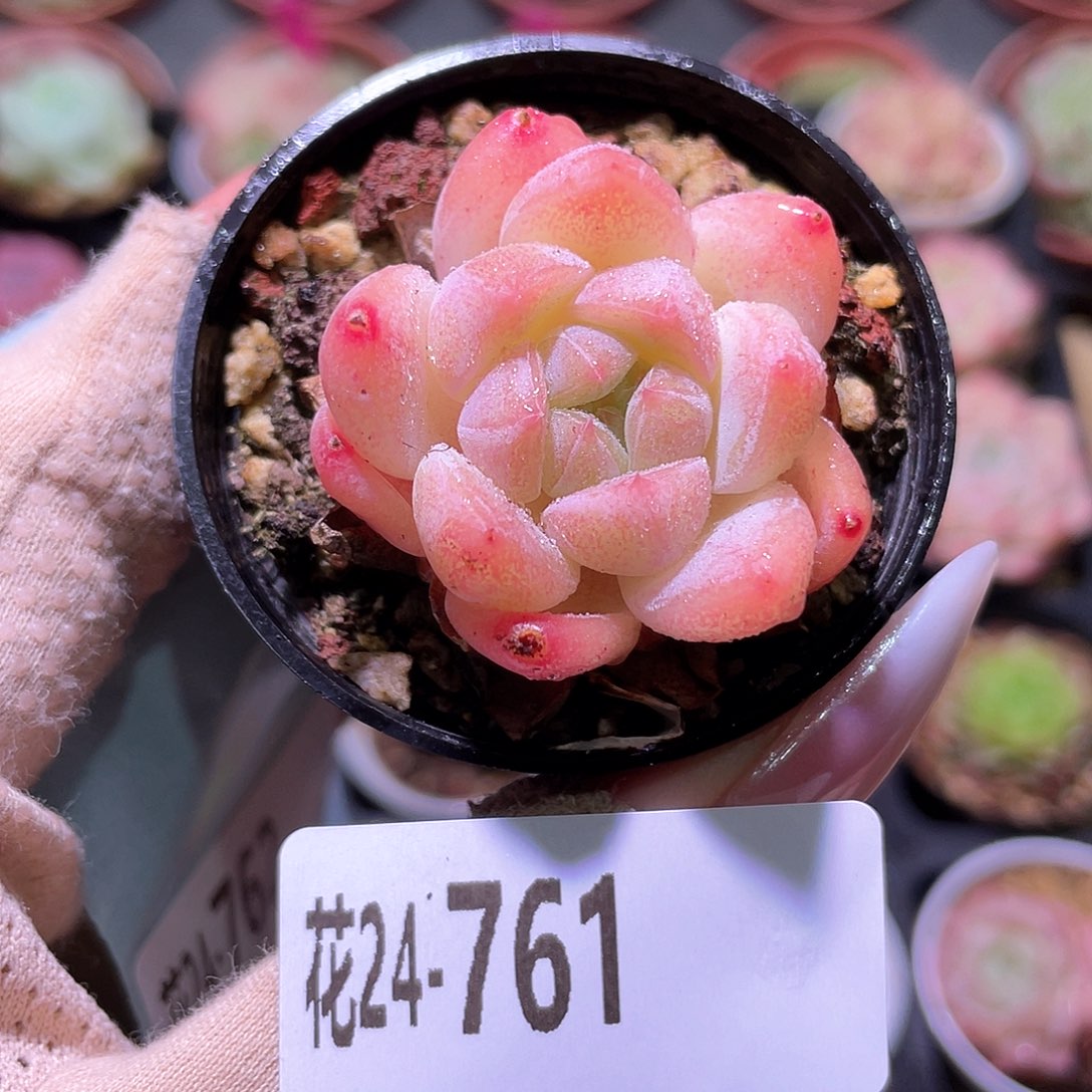 花利美24-761冰娃娃