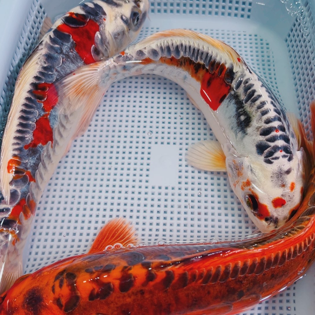 锦鲤锦鲤冷水鱼观赏105