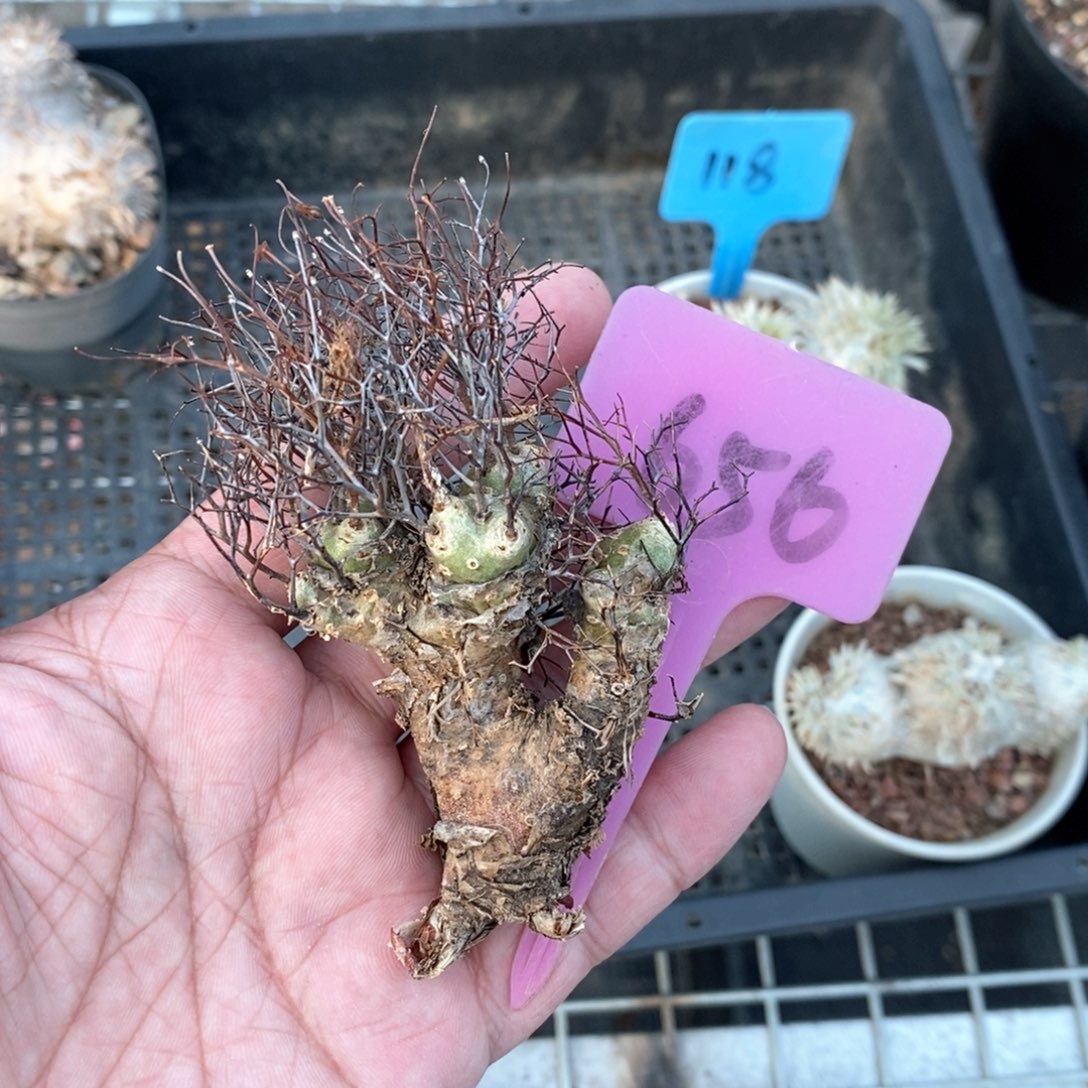 钢丝万物想多肉植物