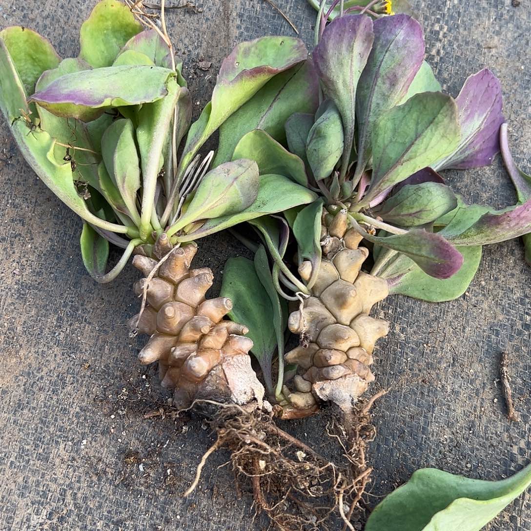 蛮鬼塔两颗，一物一拍