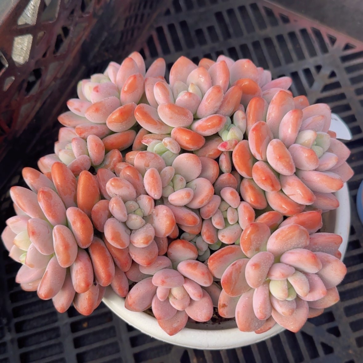 【闪购商品】樱花红洛神29.9