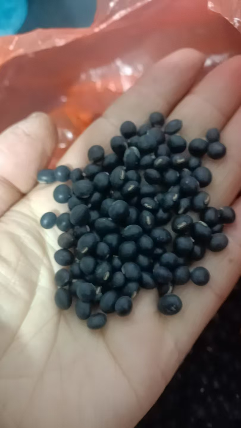 农家黑豆新货打豆浆专用五谷杂粮