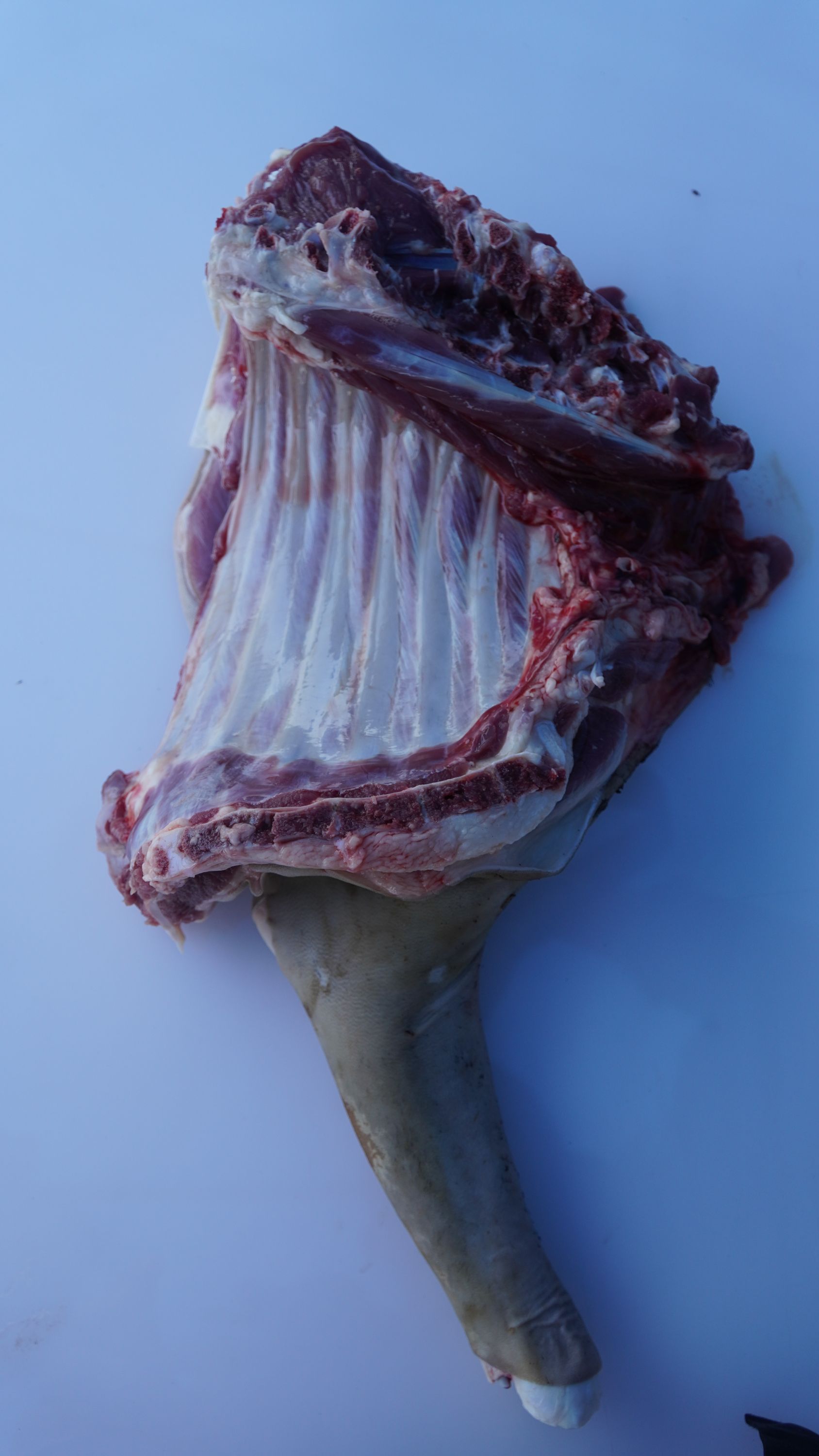 大山纯放养黑山羊新鲜羊肉【前腿带排】