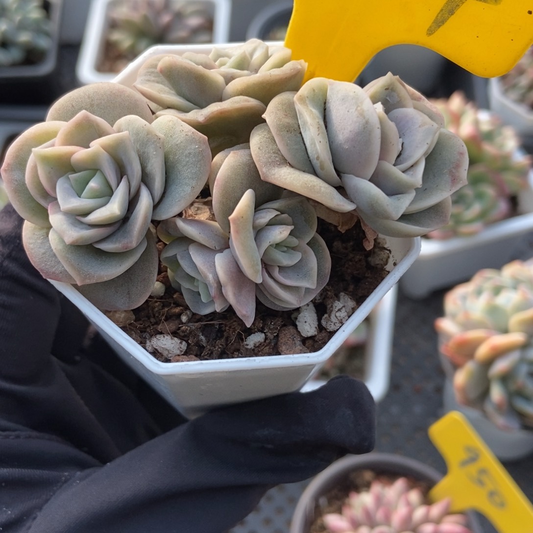 864可爱玫瑰锦多肉植物