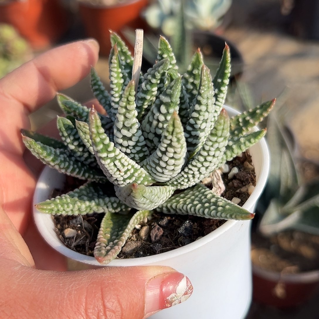 多肉植物多肉植物