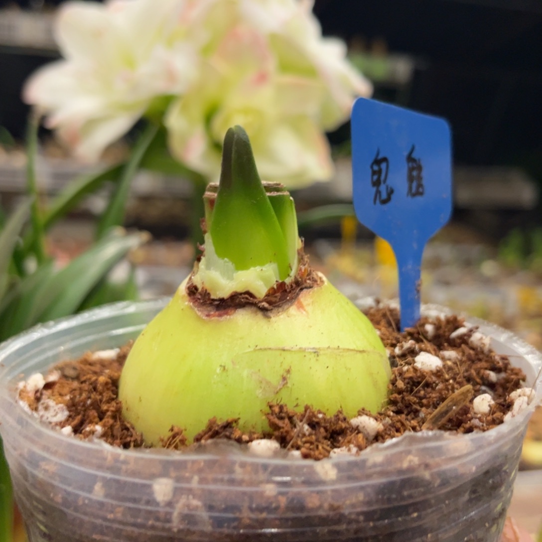 来***铁鬼魅朱顶红带盆发货