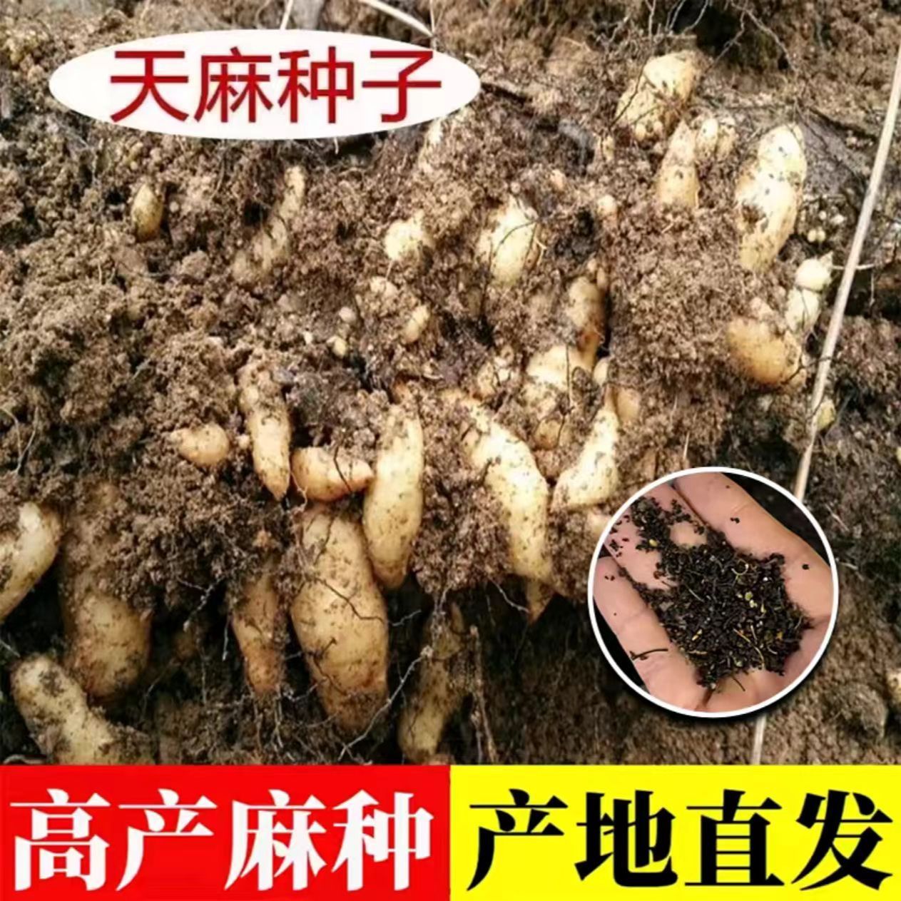 A【天麻种子】适合四季种植盆栽阳台