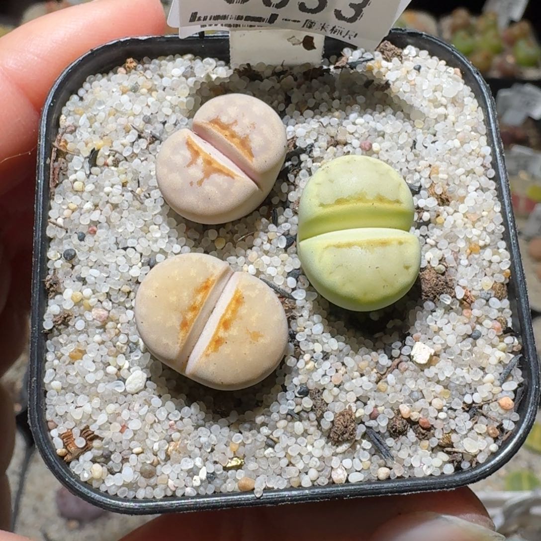 高品质生石花清清3033