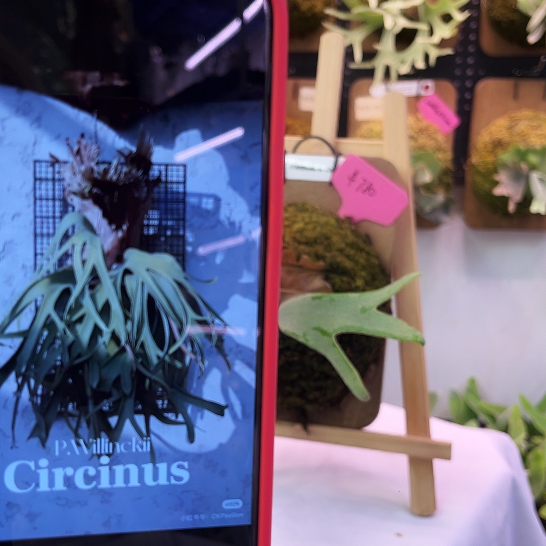 ck 圆规座 侧 鹿角蕨