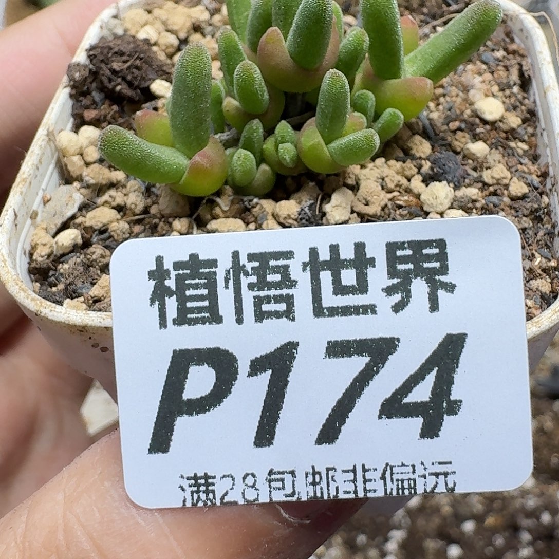 多肉植物的人生ghnn