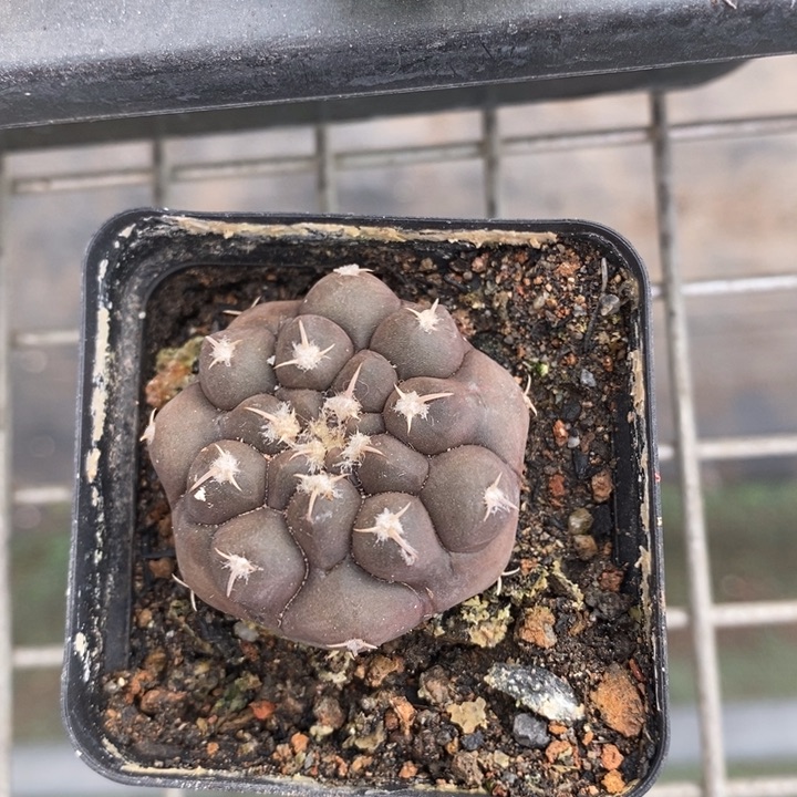 伯克利和格蕾特的故事