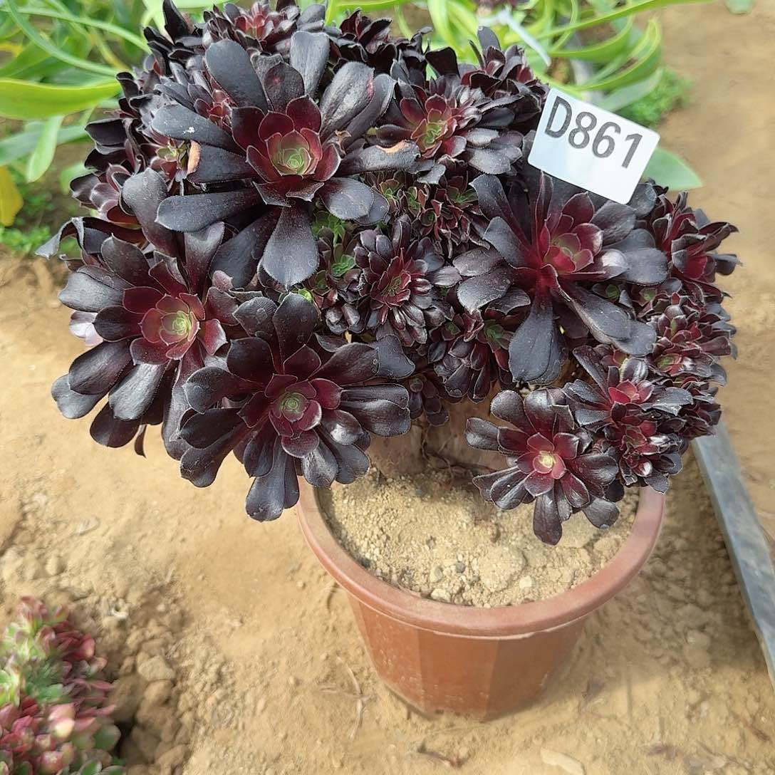 861欧紫朵朵一颗呀呀