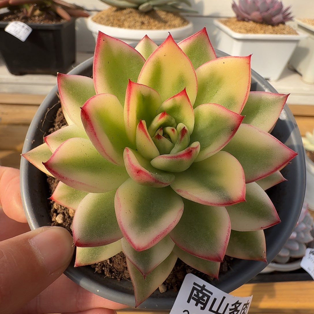 啊斯娜锦1111211-136